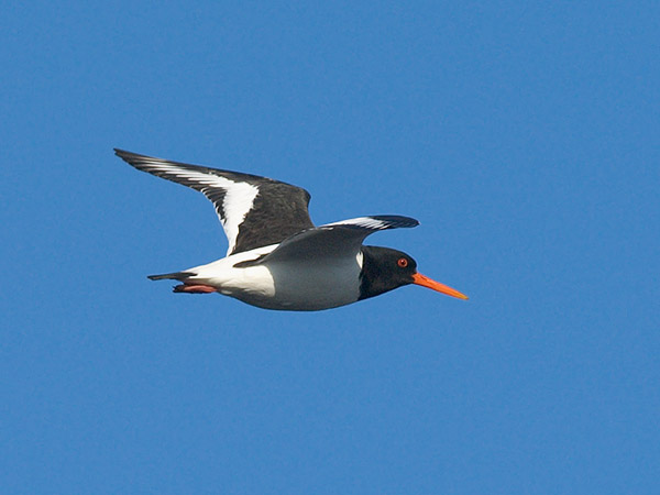 Meriharakka, Eurasian Oystercatcher, Haematopus ostralegus